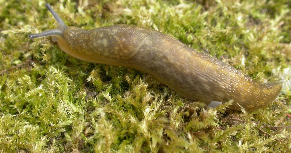 Yellow slug | Kent Wildlife Trust