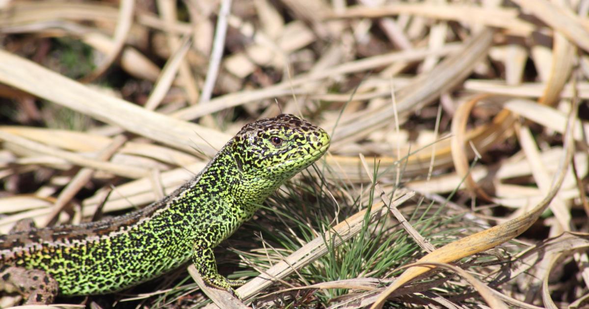 Sand lizard | Kent Wildlife Trust