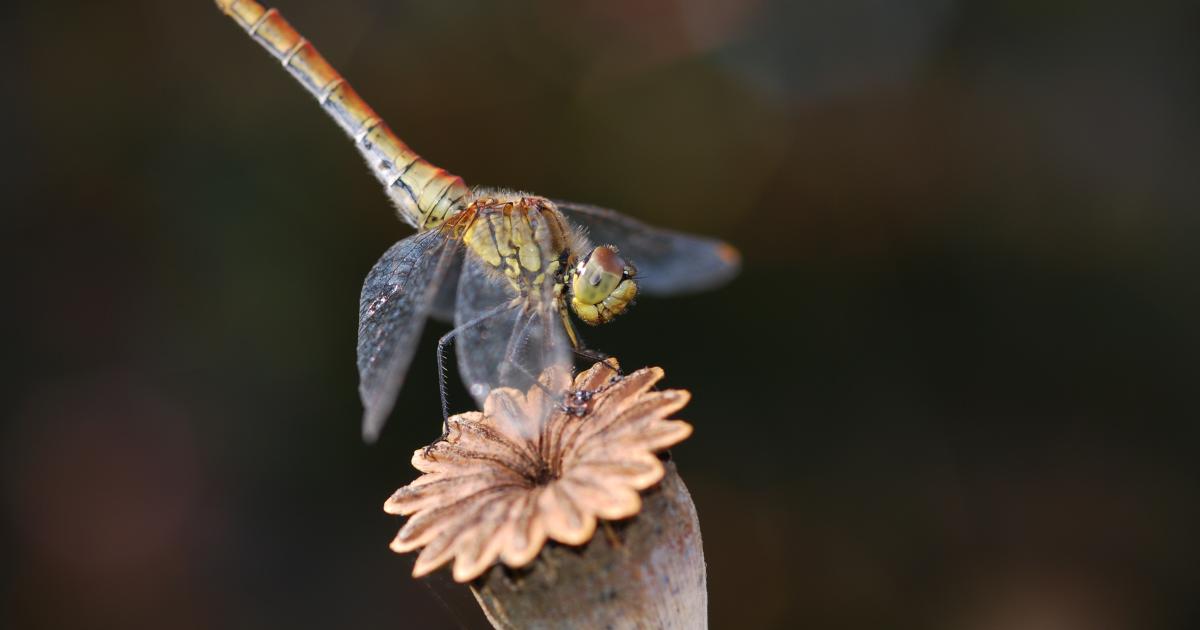 An introduction to dragonflies and damselflies | Kent Wildlife Trust