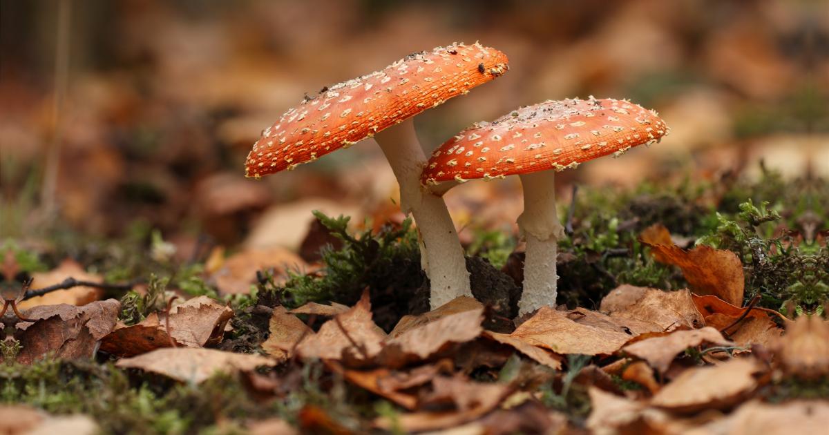Fungi for Beginners, from Tyland Barn Nature Park & Gardens