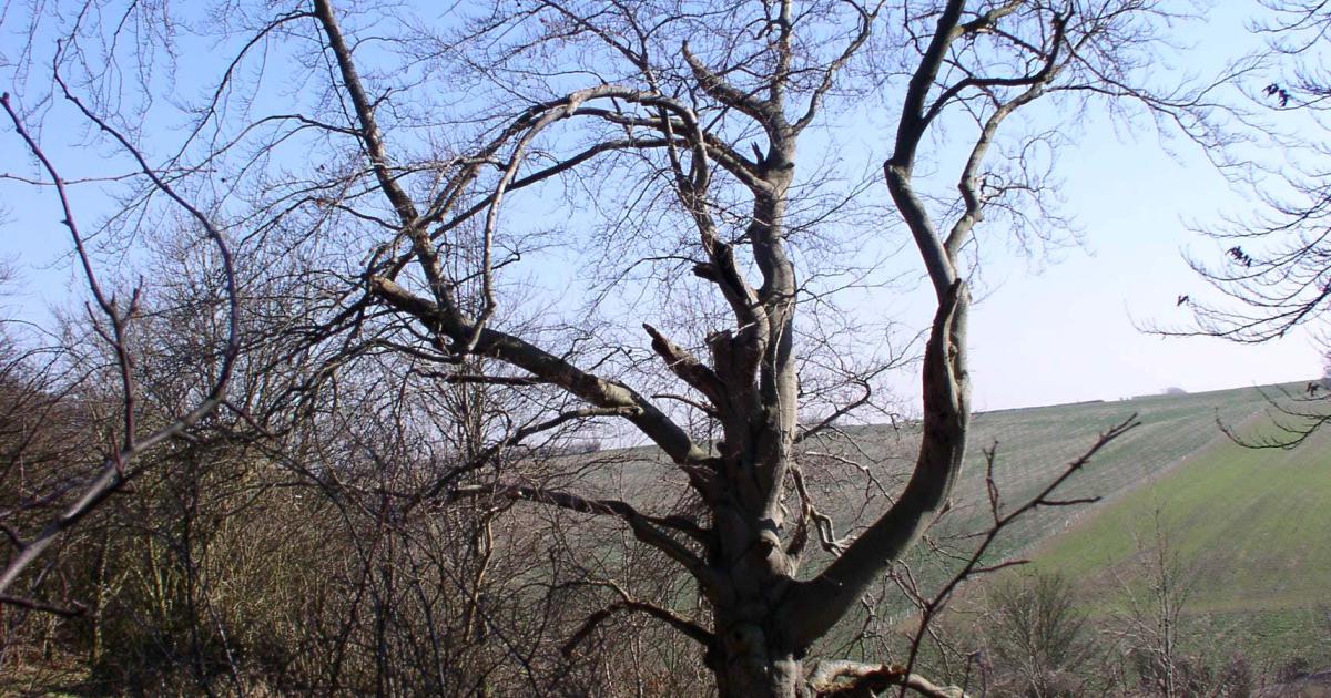 Identifying Broad-leaved Trees in Winter | Kent Wildlife Trust