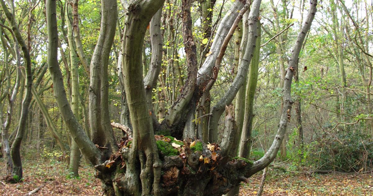 Ancient and Veteran Trees | Kent Wildlife Trust