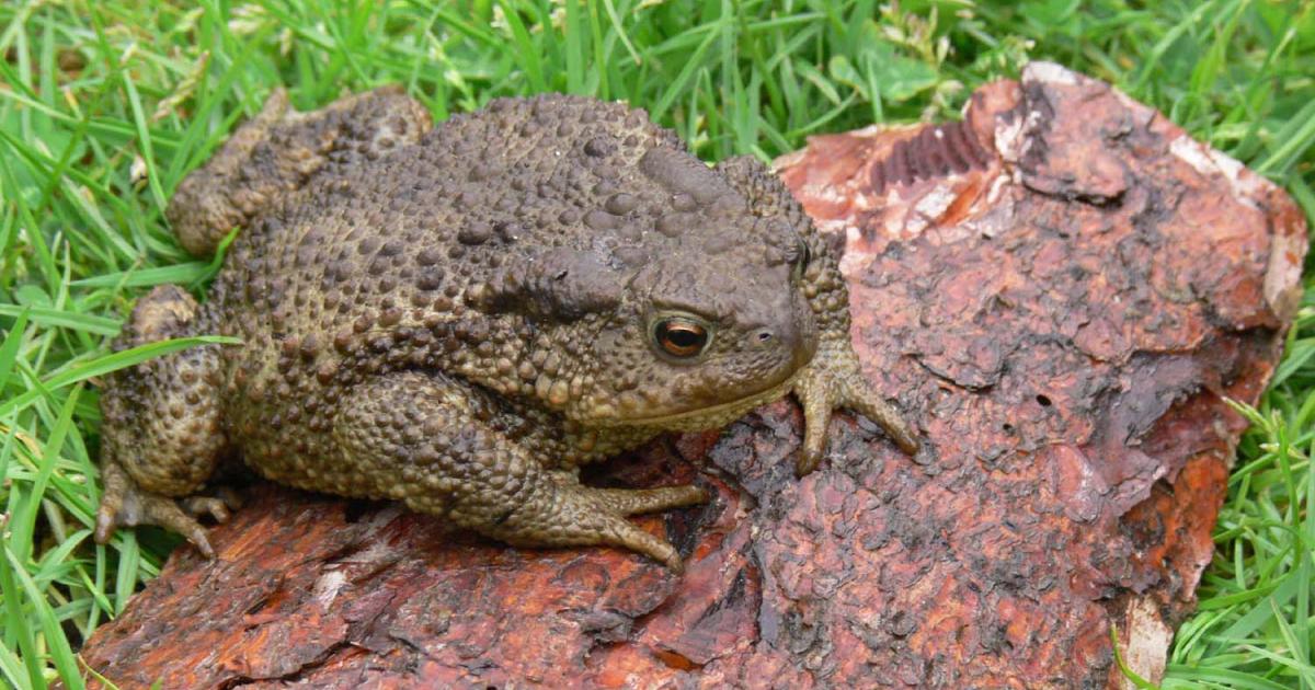 Amphibian Ecology and Survey Techniques | Kent Wildlife Trust