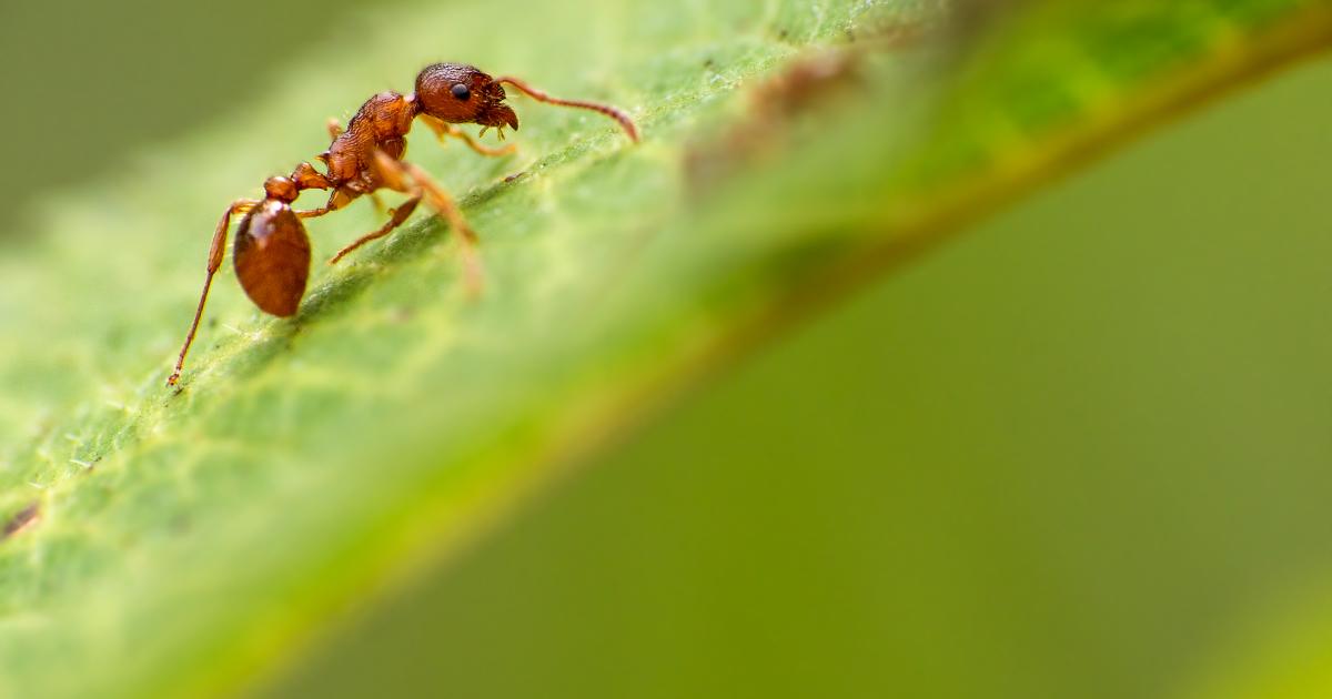 Red ant | Kent Wildlife Trust