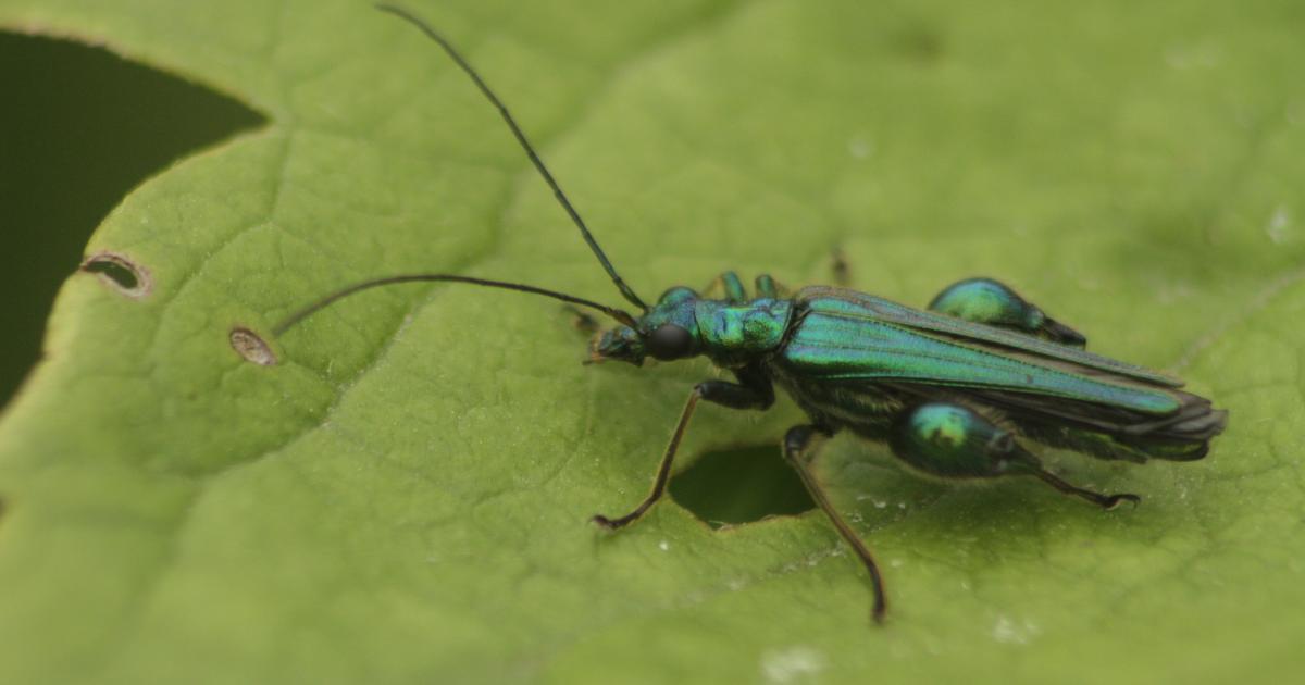 Swollen-thighed beetle | Kent Wildlife Trust