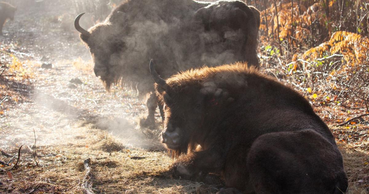 Bison Ranger Experiences: A Morning at West Blean | Kent Wildlife Trust
