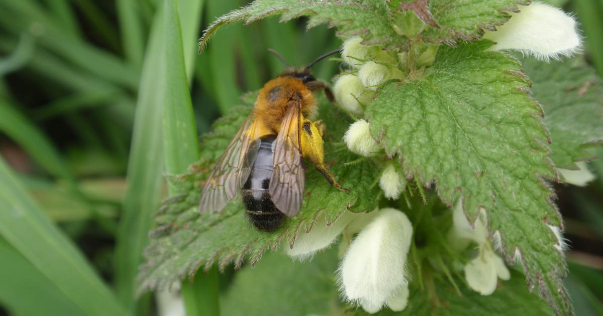 Introduction to Solitary Bees | Kent Wildlife Trust