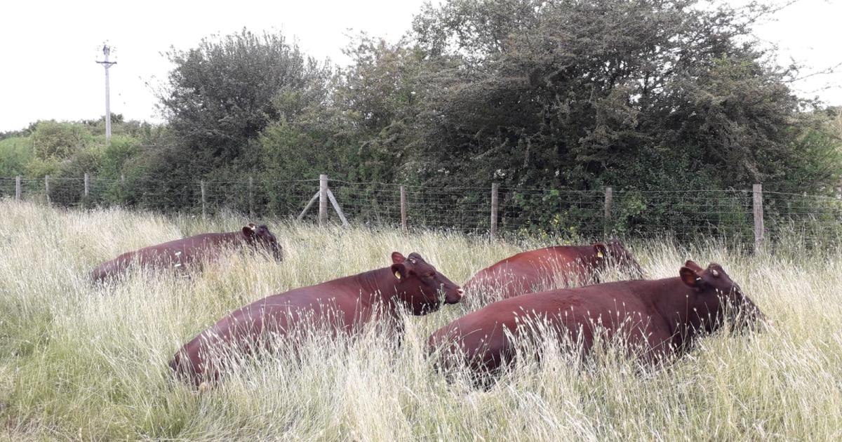 Sussex Cattle | Kent Wildlife Trust