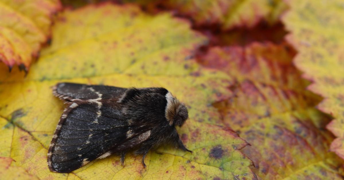 December moth | Kent Wildlife Trust