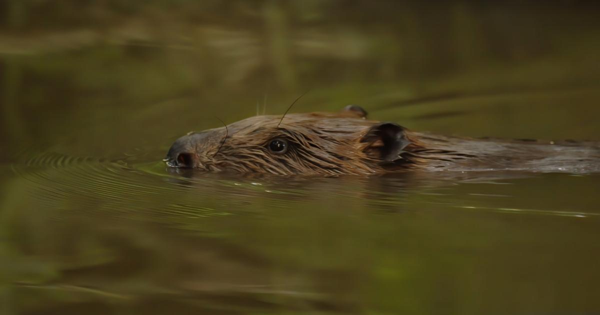 Free the beaver! New vision for beavers in England and Wales shows how ...