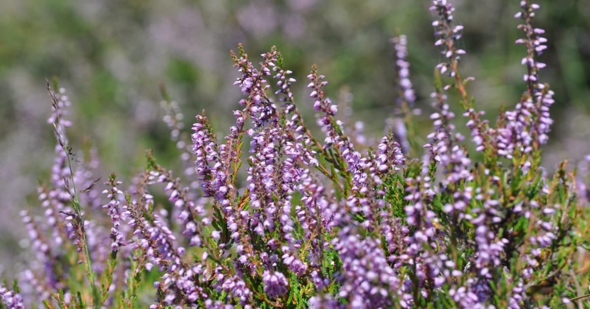 Wilder Kent Safari: Spring at Hothfield | Kent Wildlife Trust