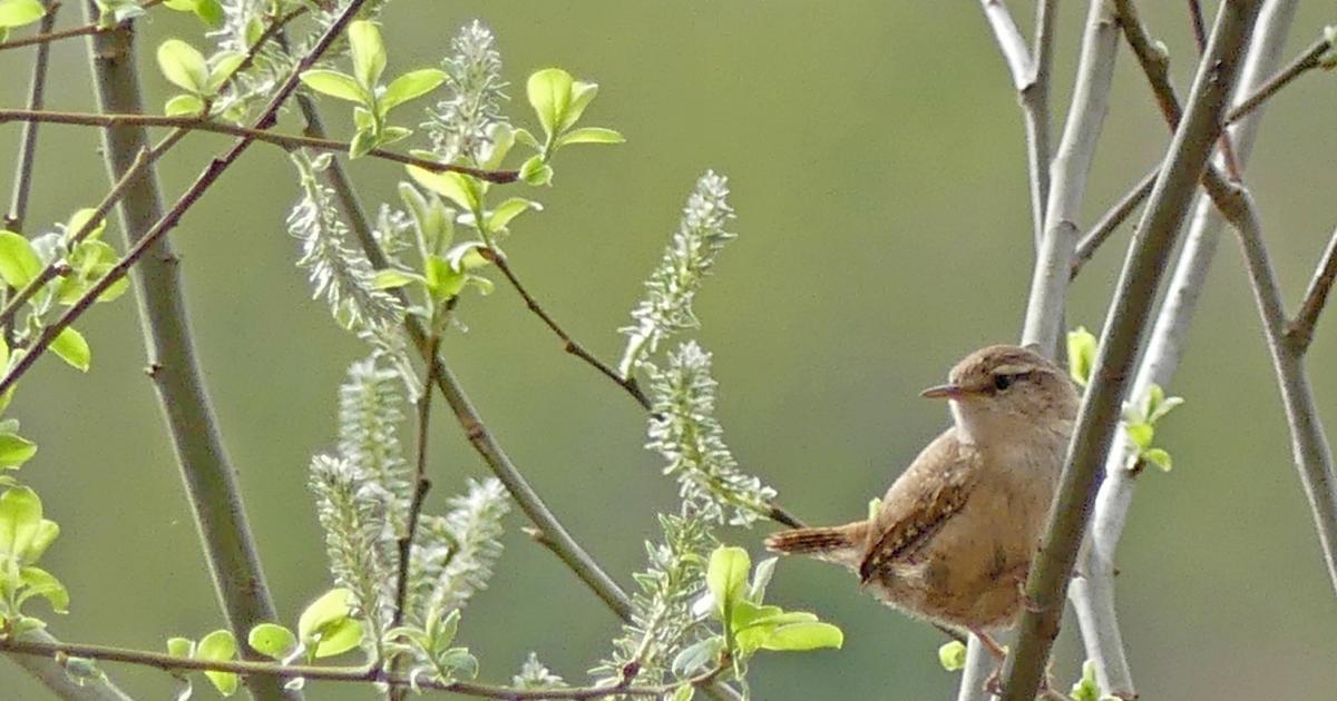 May on Hothfield Heathlands | Kent Wildlife Trust
