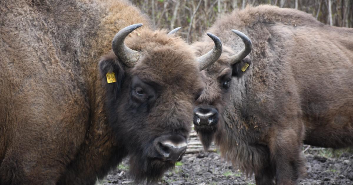What's next for the bison? | Kent Wildlife Trust