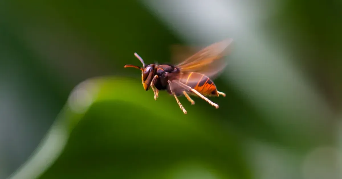 asian hornet in flight