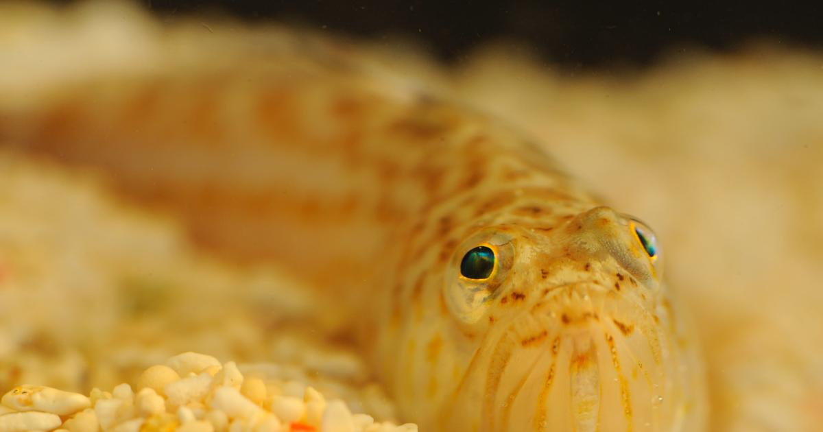 Lesser weever fish | Kent Wildlife Trust