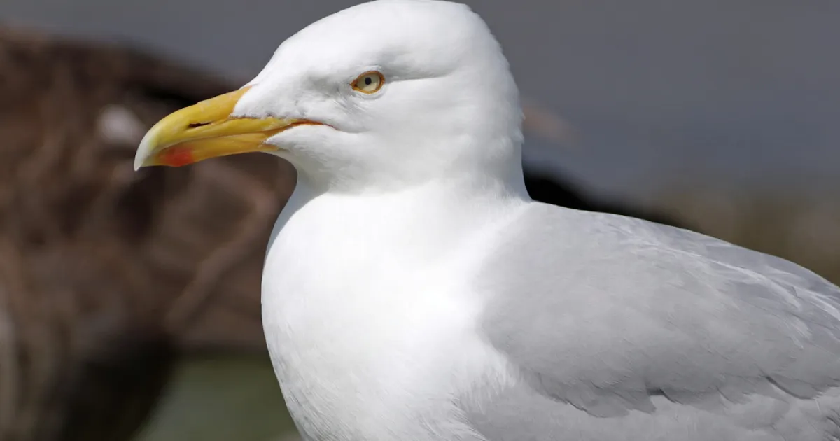 Herring gull | Kent Wildlife Trust