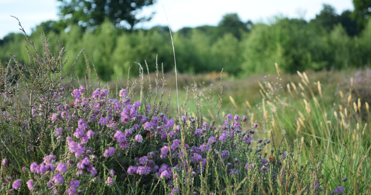 Habitat Classification (UKHab) Online Training Course | Kent Wildlife Trust