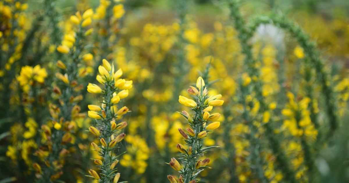 Hothfield Heathlands in November: Full of colour & life | Kent Wildlife ...