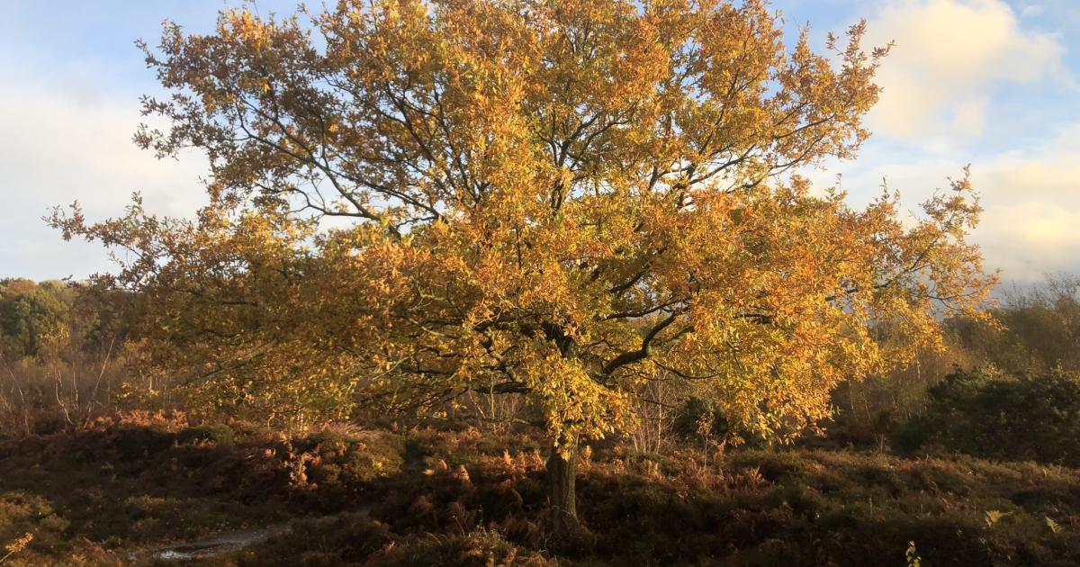Kent’s ancient woodlands: History, wildlife, and conservation | Kent ...
