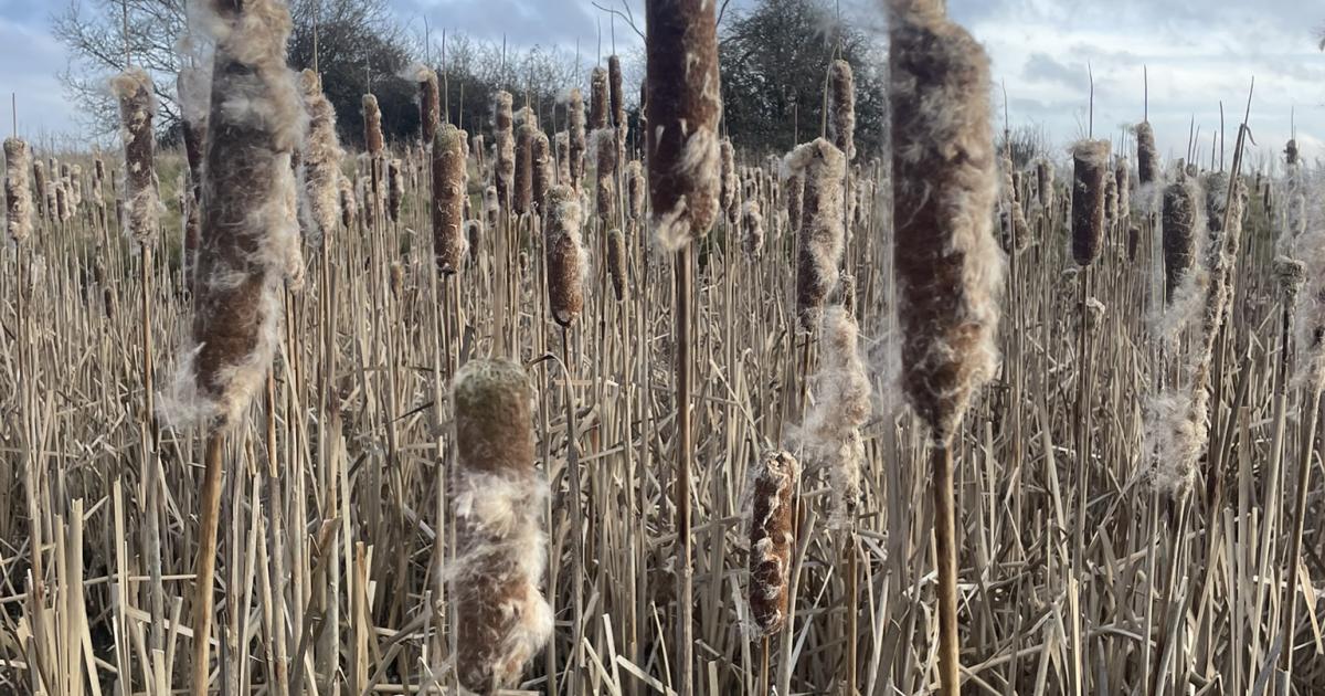 February on Hothfield Heathlands: A spotlight on reed mace | Kent ...