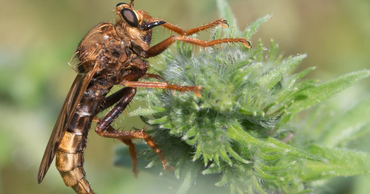Insect highlights from our reserves in 2025 | Kent Wildlife Trust