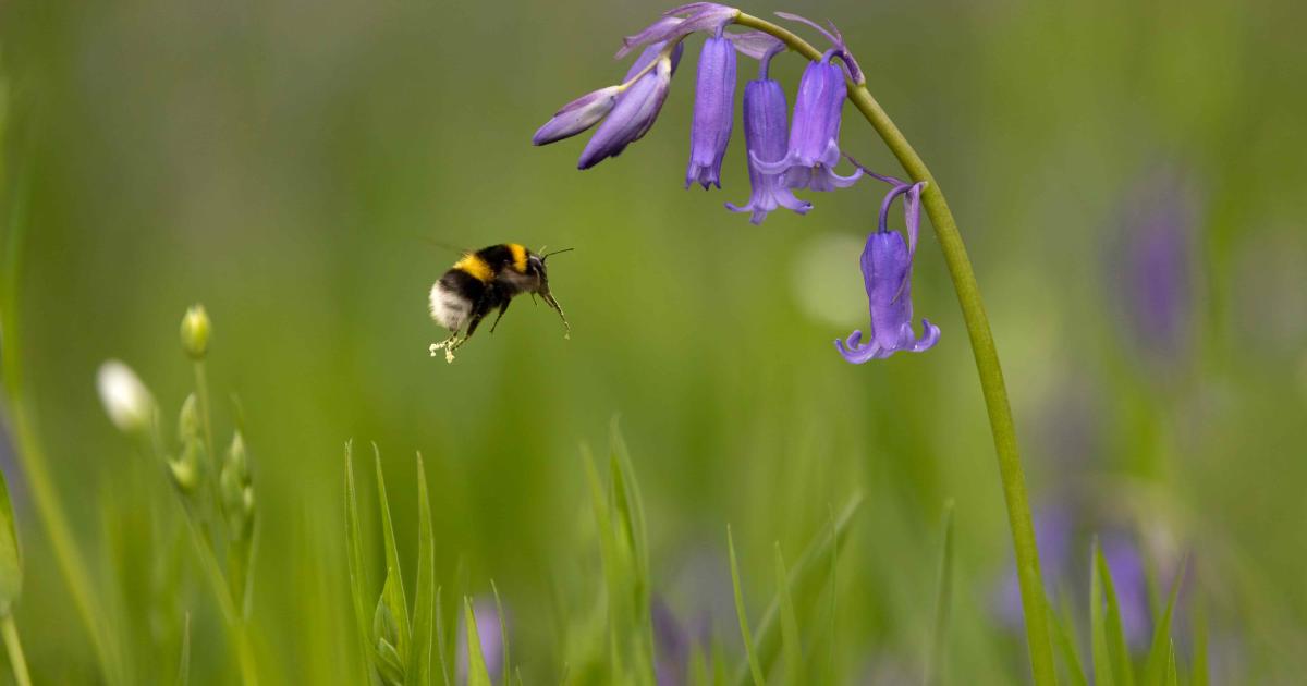 May on Hothfield Heathlands: Magical bluebell weeks | Kent Wildlife Trust
