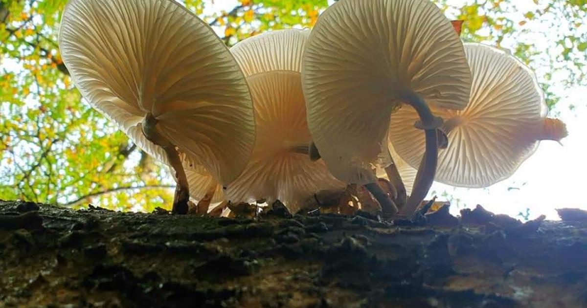 Weekend Wellness: Noticing Nature Walk Sevenoaks