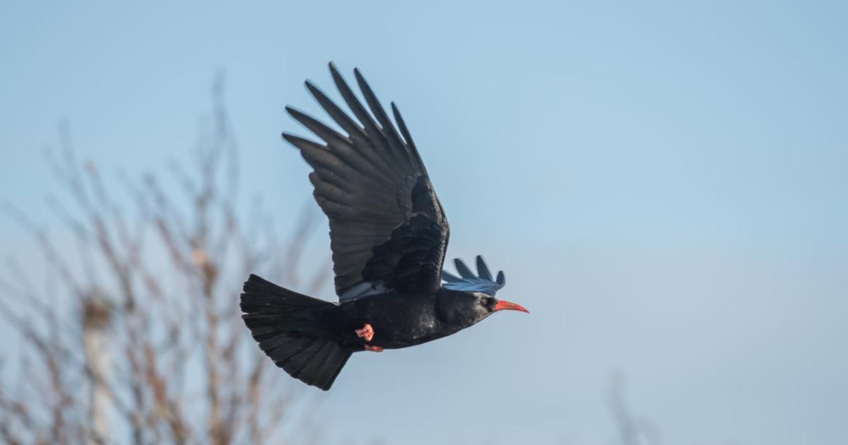 The legendary history of choughs | Kent Wildlife Trust