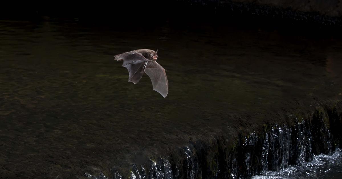 Daubenton's bat | Kent Wildlife Trust