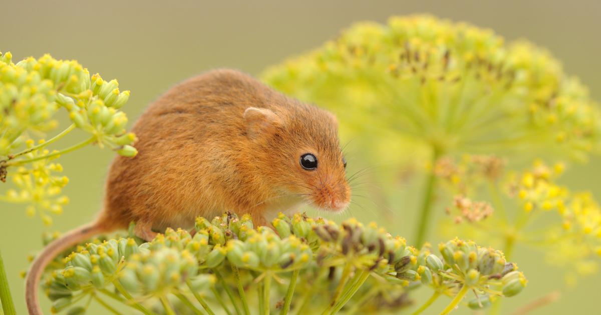 Hanstead Mouse Harvest mouse | Kent Wildlife Trust