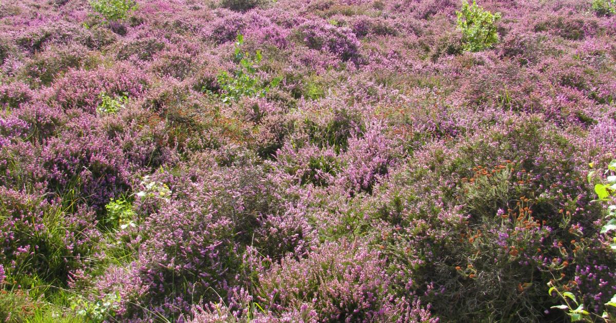 Heather flowering at Hothfield Heathlands Nature Reserve | Kent ...