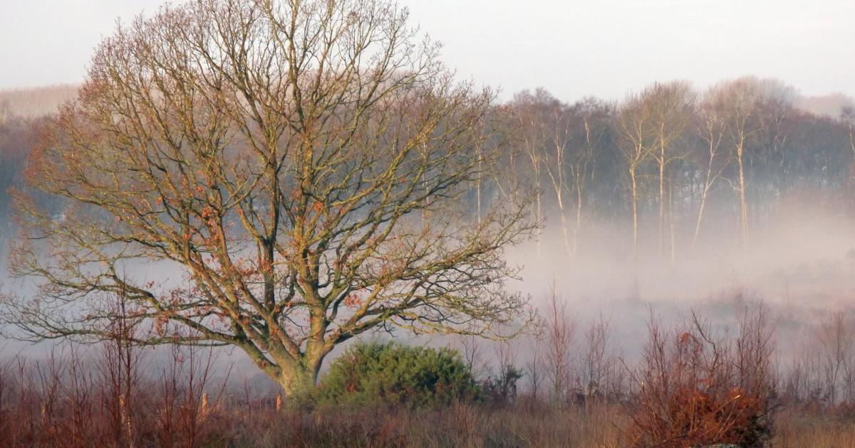 Hothfield Heathlands in December | Kent Wildlife Trust