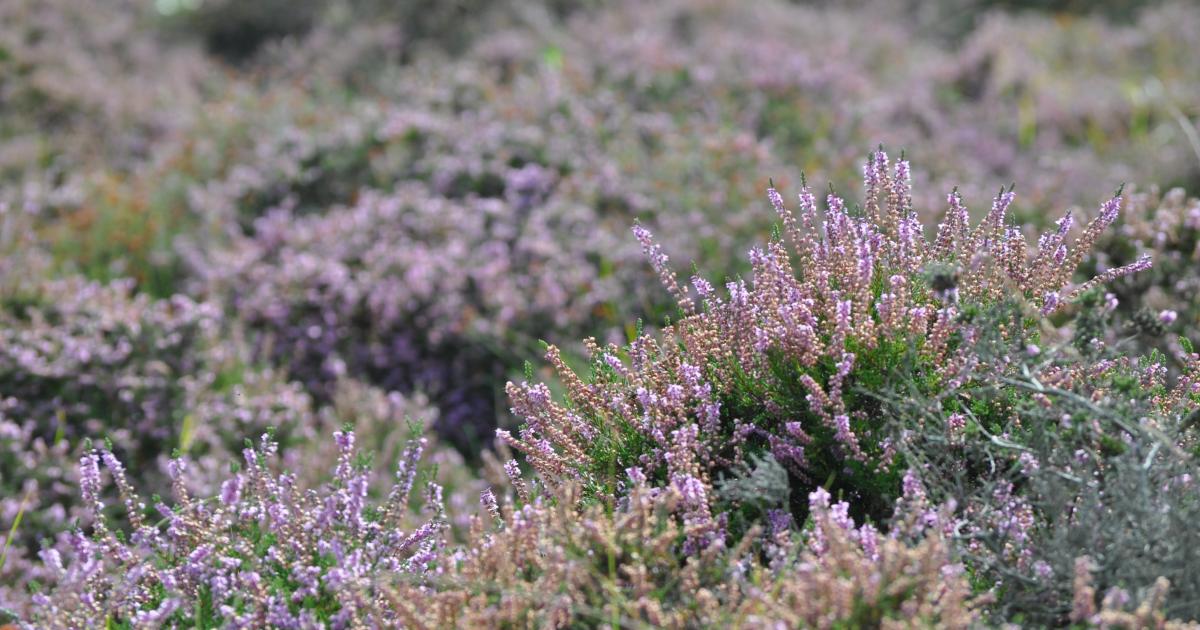 Hothfield Heathlands | Kent Wildlife Trust