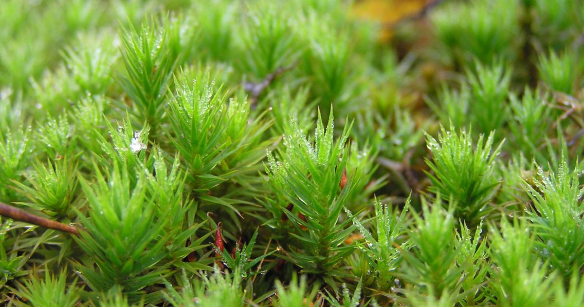 Hothfield Heathlands in February | Kent Wildlife Trust
