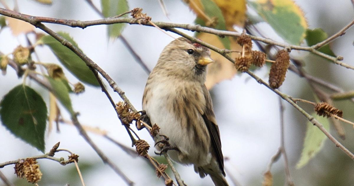 Hothfield Heathlands in April | Kent Wildlife Trust