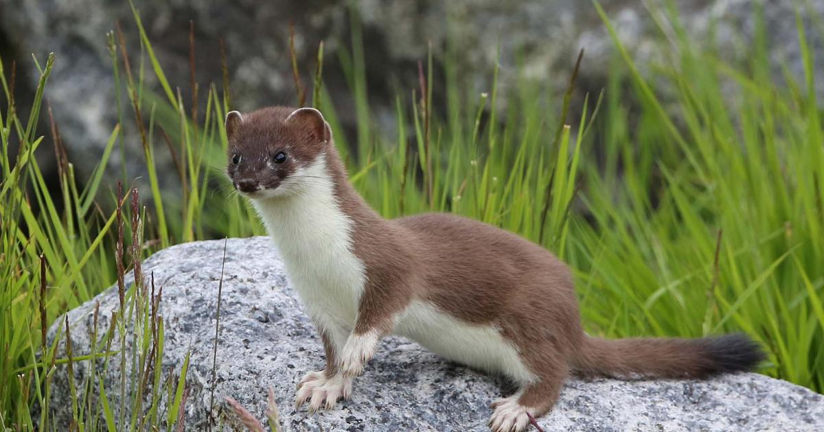 Stoat | Kent Wildlife Trust