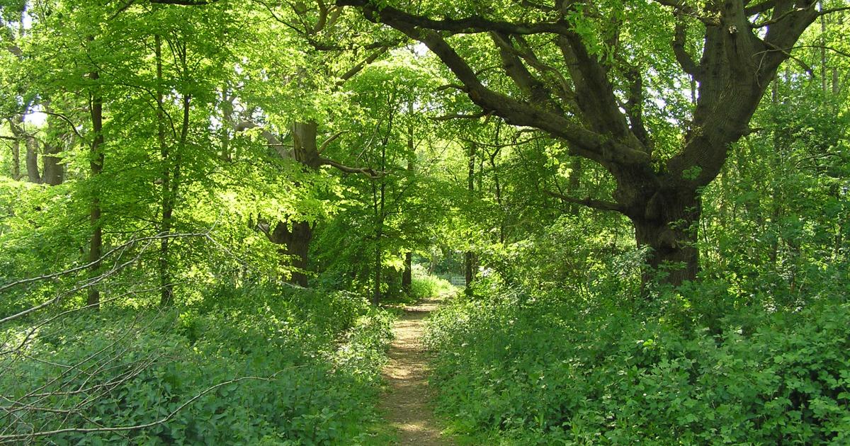 Early spring plants & whitethroats: April on Hothfield Heathlands ...