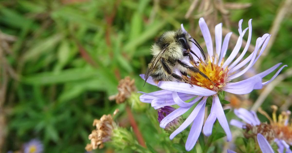 Bee Roads | Kent Wildlife Trust
