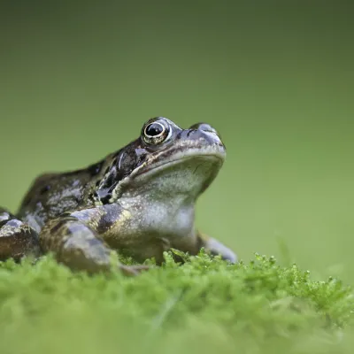 Common frog