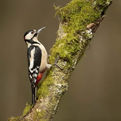 Great spotted woodpecker