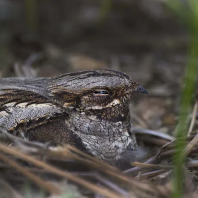 A nightjar nestled on the ground.