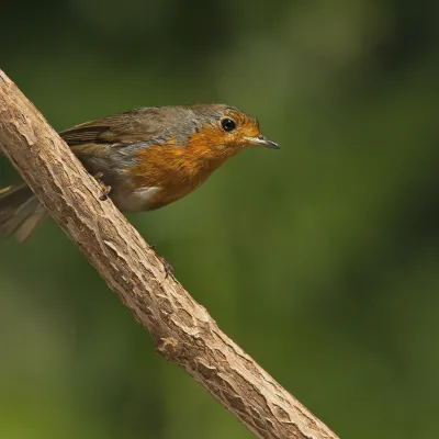 Robin