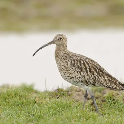 Curlew