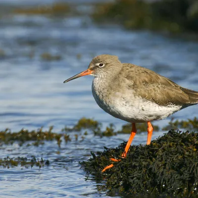 A redshank standing amongst seaweed on the edge of the water