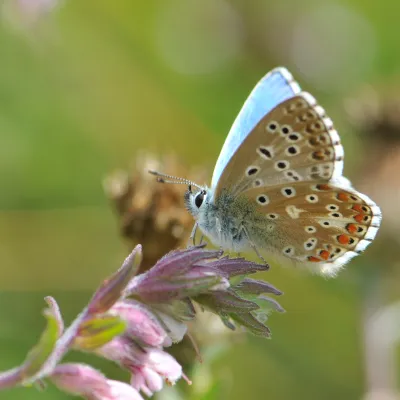 Adonis blue butterfly, photo by Grant Hazlehurst