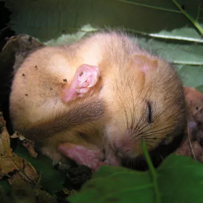 Sleeping dormouse
