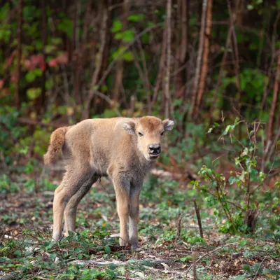Bison calf by Donovan Wright