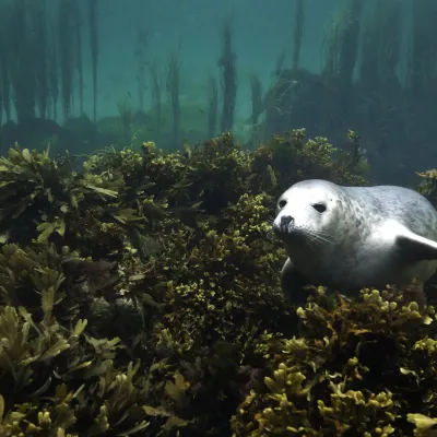 Grey Seal Pup In Seaweeds
