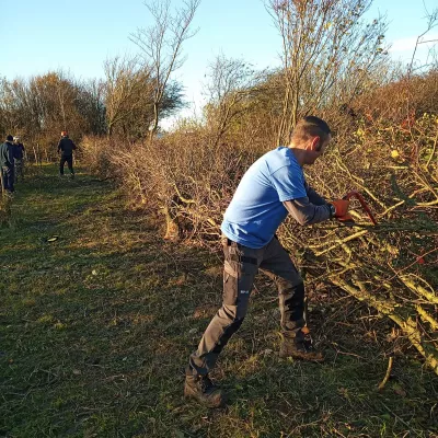 Hedge laying in Dover