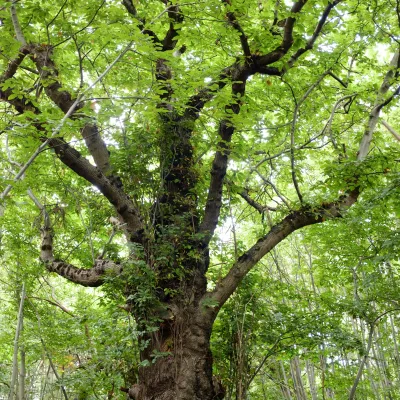 Brewers Wood veteran tree by Greg Hitchcock